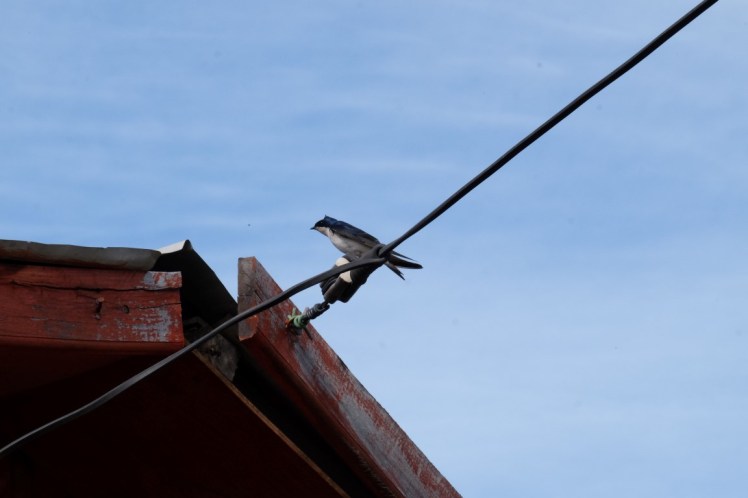 DSCF1090 (Medium).JPG