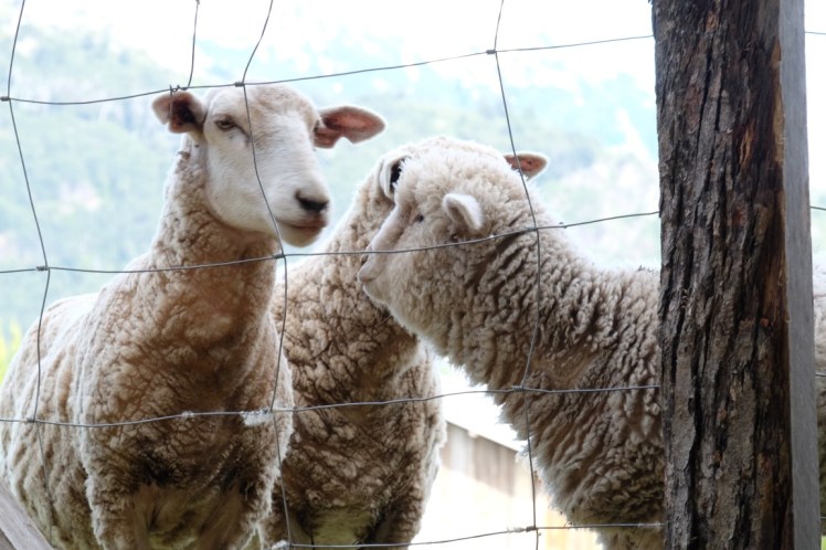 DSCF1098 (Medium).JPG