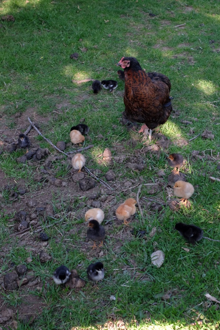 DSCF1165 (Medium).JPG