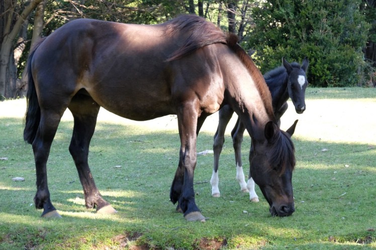 DSCF1169 (Medium).JPG