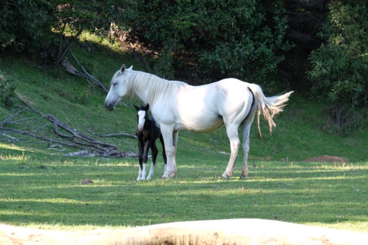 DSCF1170 (Medium).JPG