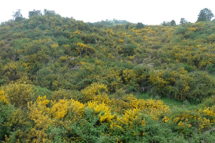 DSCF9527 (Medium).JPG