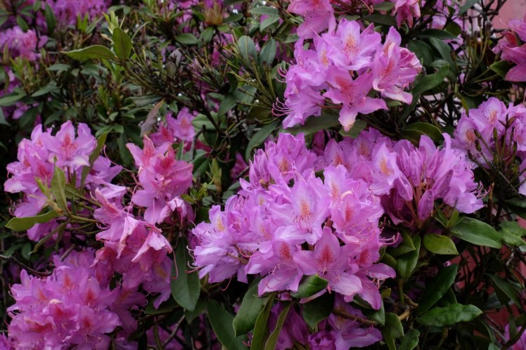 DSCF9616 (Medium).JPG