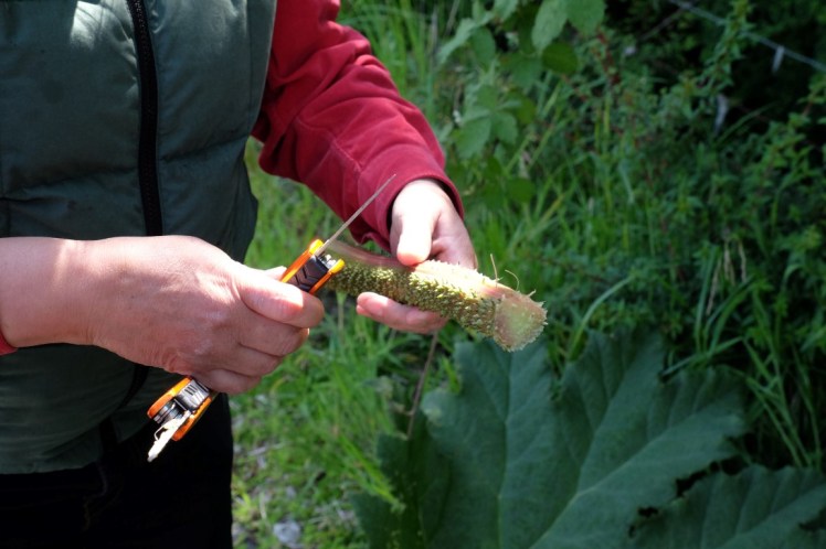 DSCF9748 (Medium).JPG