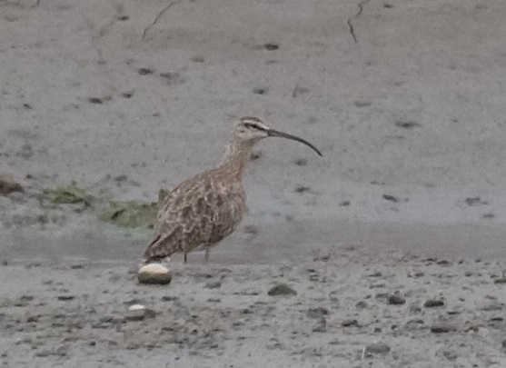 DSCF9858 - copia.JPG