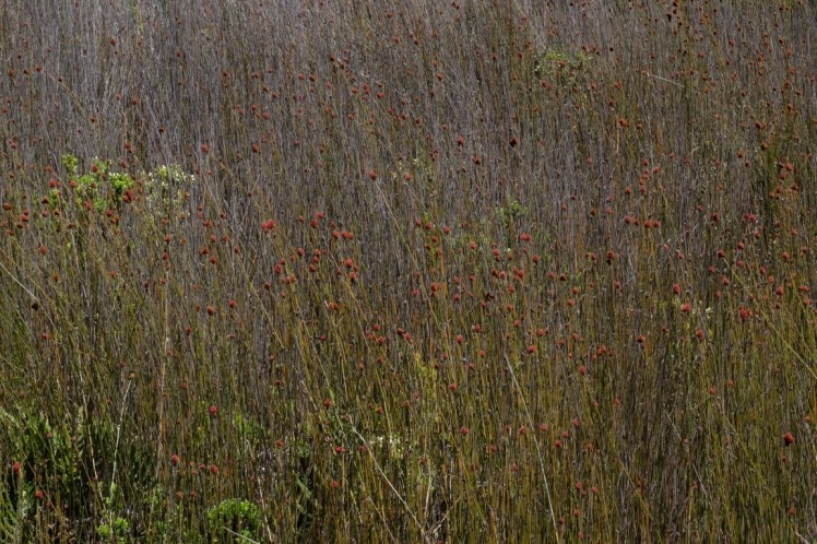 DSCF9967 (Medium).JPG