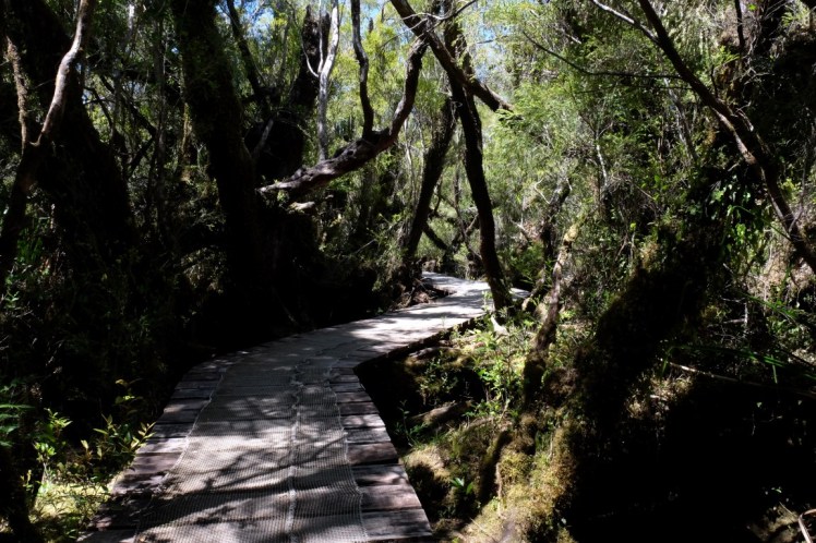 DSCF9979 (Medium).JPG