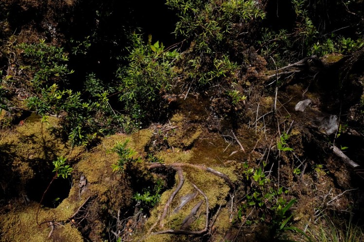 DSCF9982 (Medium).JPG