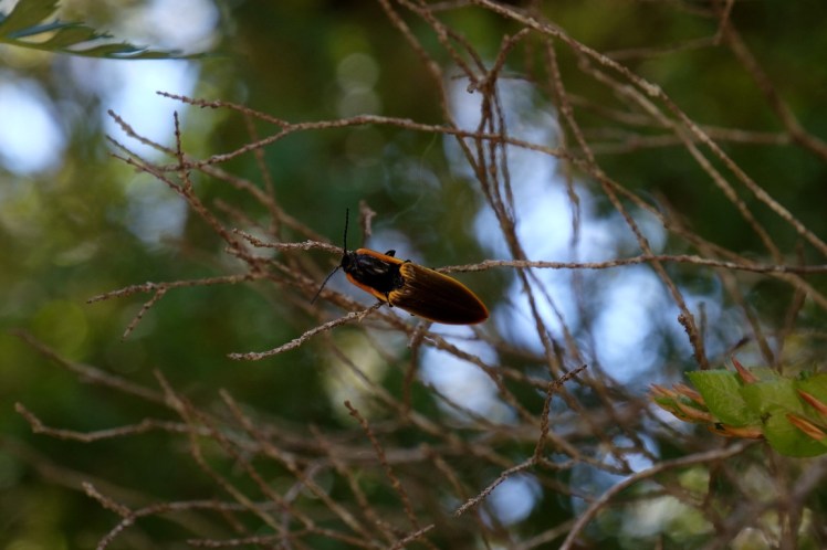 DSCF9991 (Medium).JPG