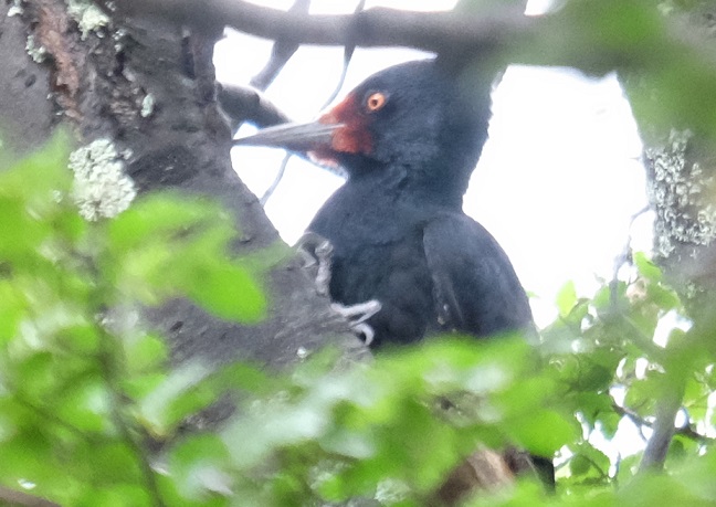 DSCF2047 - copia.JPG