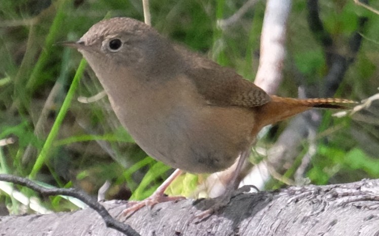 DSCF2363 - copia.JPG