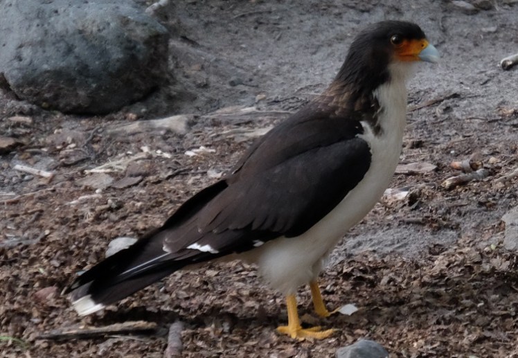 DSCF2480 - copia.JPG