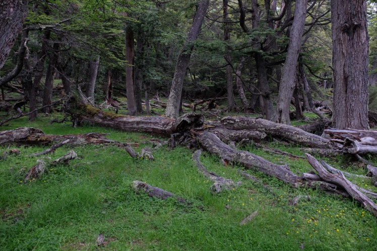 DSCF3318 (Medium).JPG