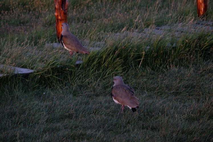 DSCF3371 (Medium).JPG