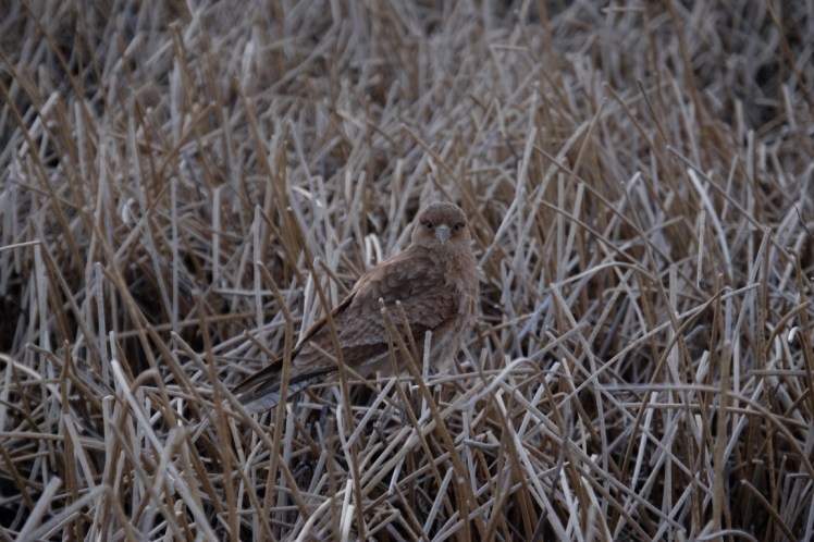 DSCF3414 (Medium).JPG