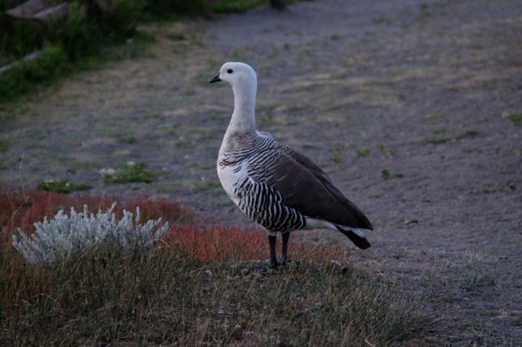 DSCF3418 (Medium).JPG