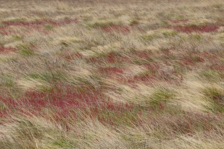 DSCF3668 (Medium).JPG