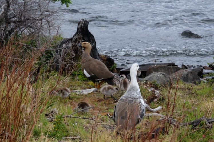 DSCF3768 (Medium).JPG