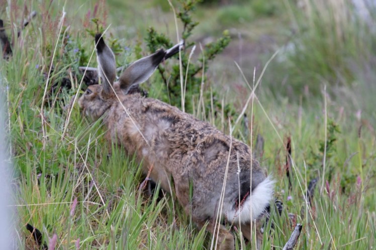 DSCF3783 (Medium).JPG