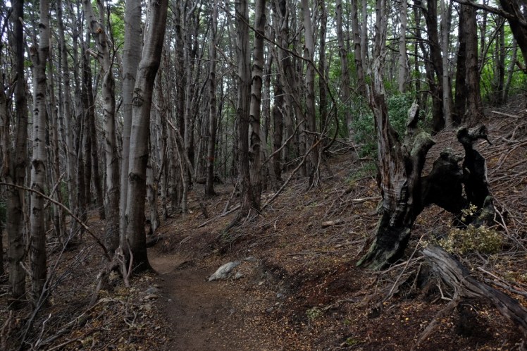 DSCF4081 (Medium).JPG