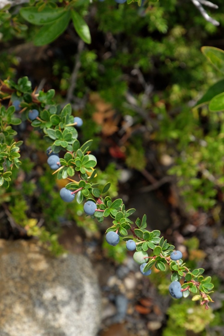 DSCF4115 (Medium).JPG