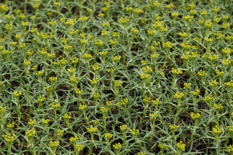 DSCF4139 (Medium).JPG