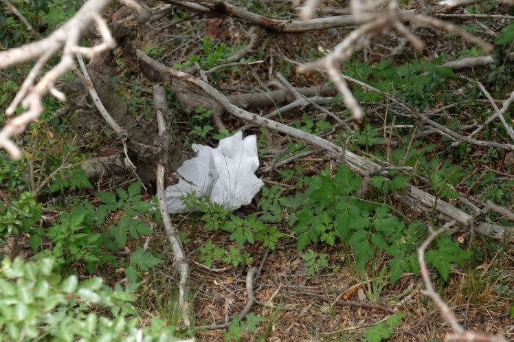 DSCF4199 (Medium).JPG