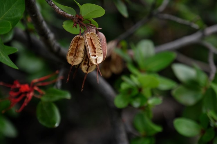 DSCF4220 (Medium).JPG