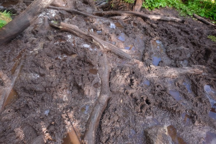 DSCF5156 (Medium).JPG