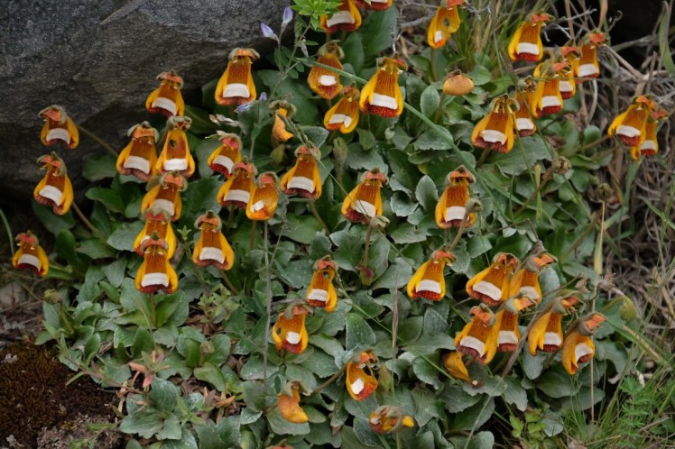 DSCF5470 (Medium).JPG