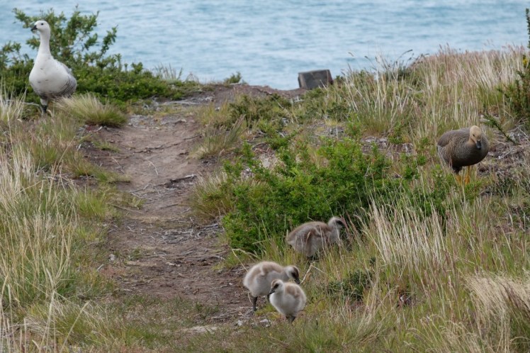 DSCF5517 (Medium).JPG