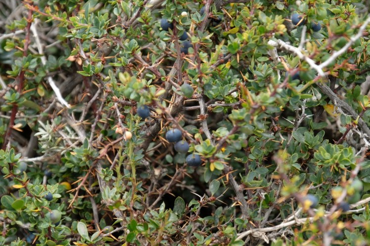 DSCF5526 (Medium).JPG