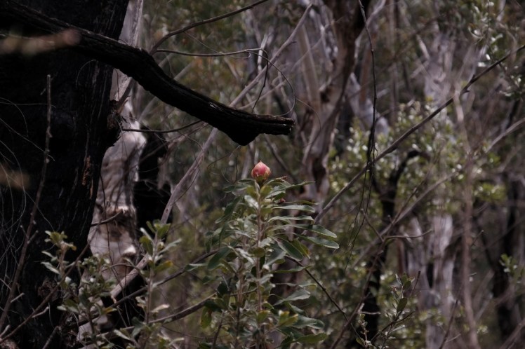 DSCF3717 (Medium).JPG