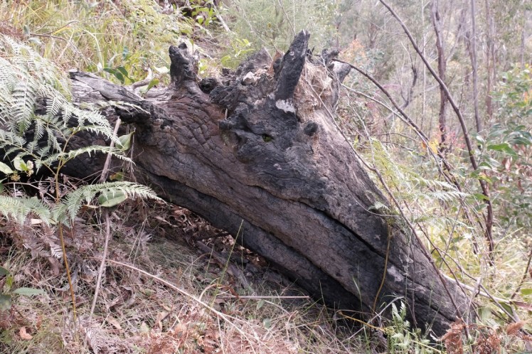 DSCF3725 (Medium).JPG