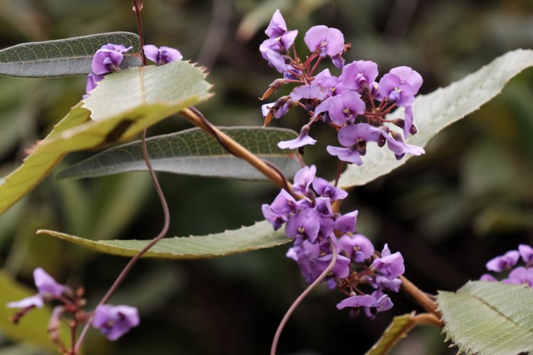 DSCF3727 (Medium).JPG