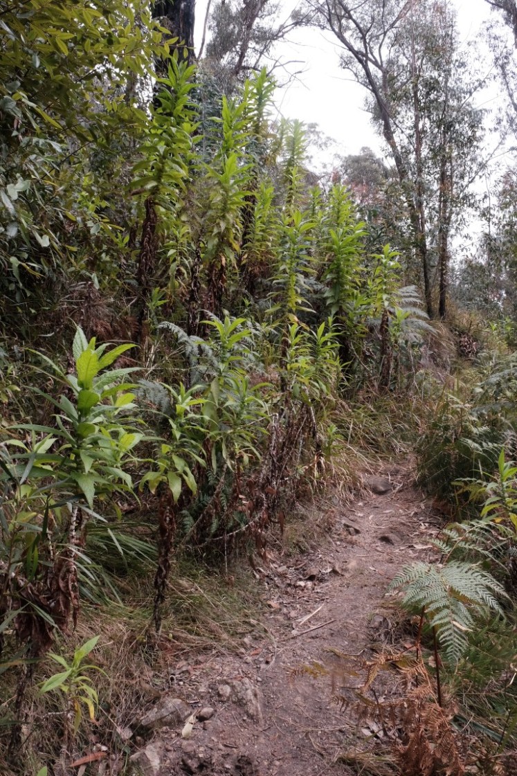 DSCF3734 (Medium).JPG