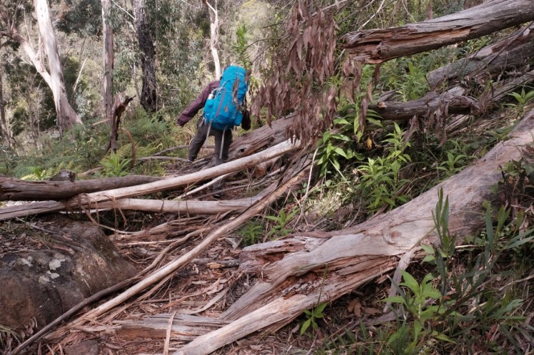 DSCF3736 (Medium).JPG