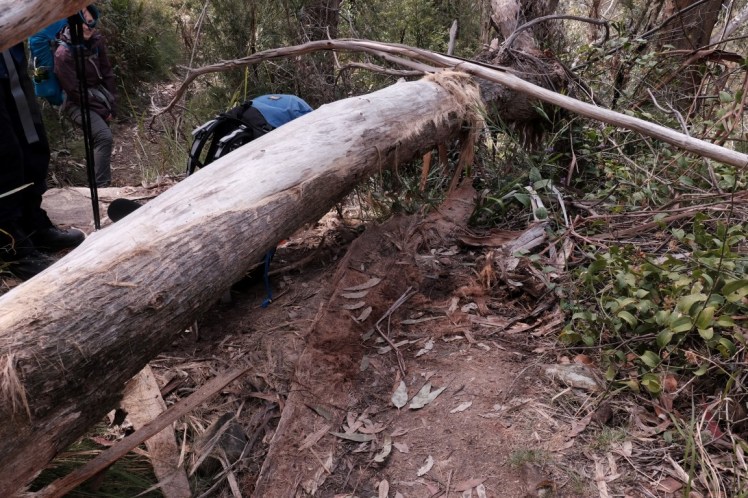 DSCF3738 (Medium).JPG