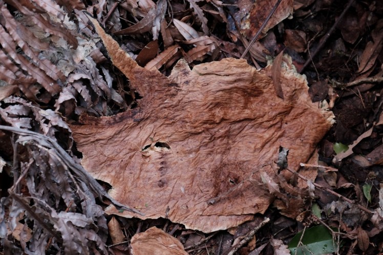 DSCF3813 (Medium).JPG