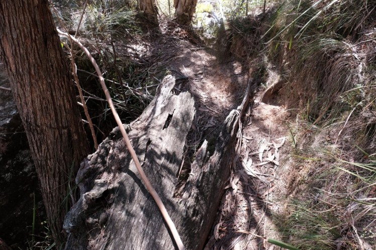 DSCF3907 (Medium).JPG