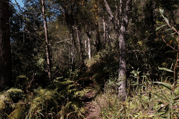 DSCF3929 (Medium).JPG