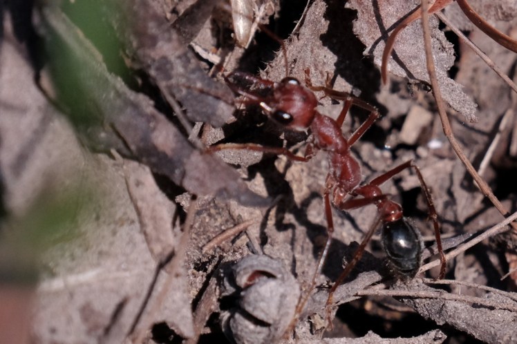 DSCF3964-2 (Medium).jpg