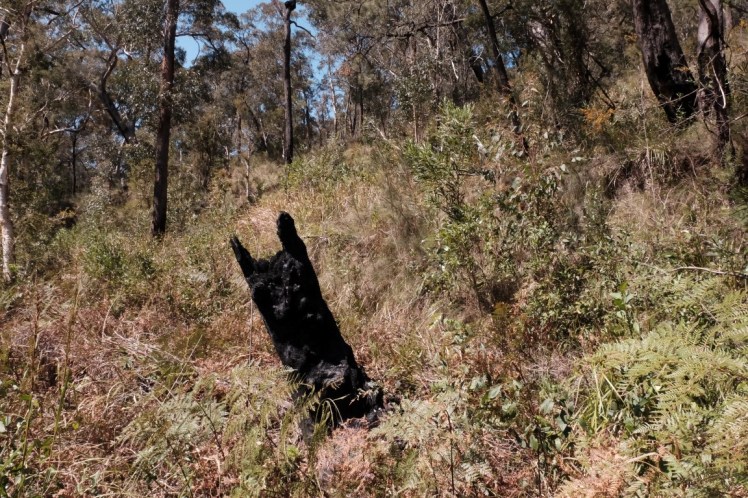 DSCF3966 (Medium).JPG