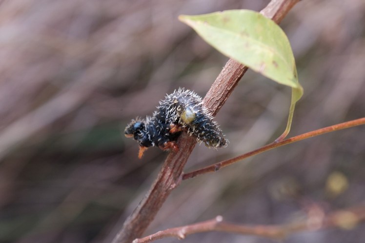 DSCF3984 (Medium).JPG