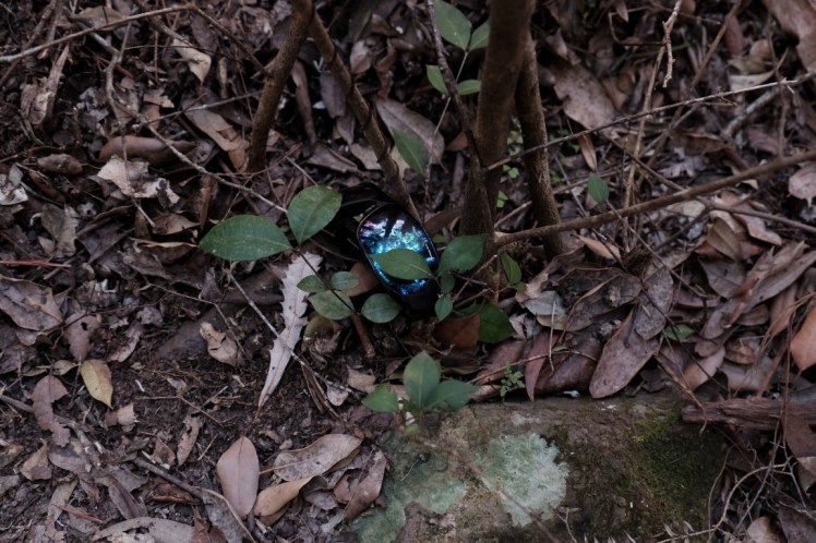 DSCF4012 (Medium).JPG