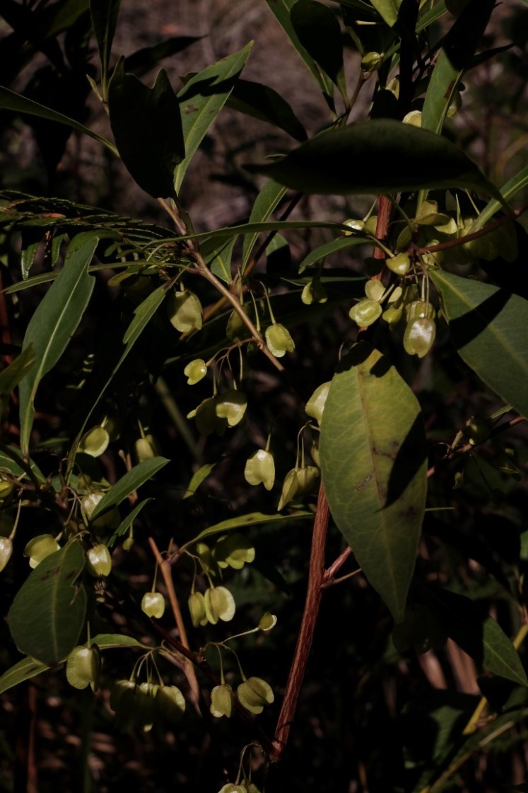 DSCF4021 (Medium).JPG