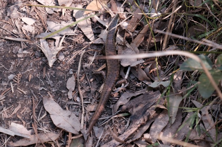 DSCF4032 (Medium).JPG