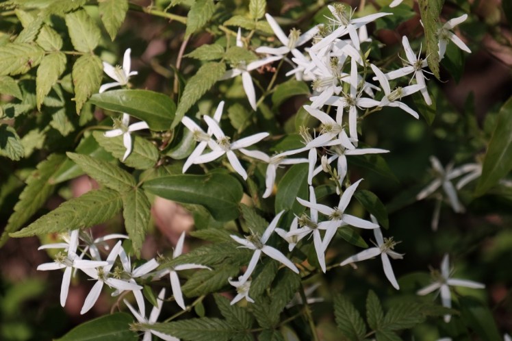 DSCF4047 (Medium).JPG