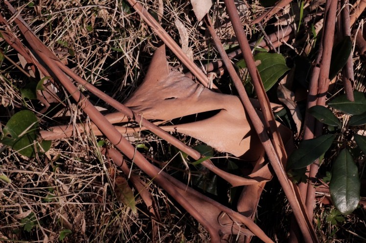 DSCF4061 (Medium).JPG