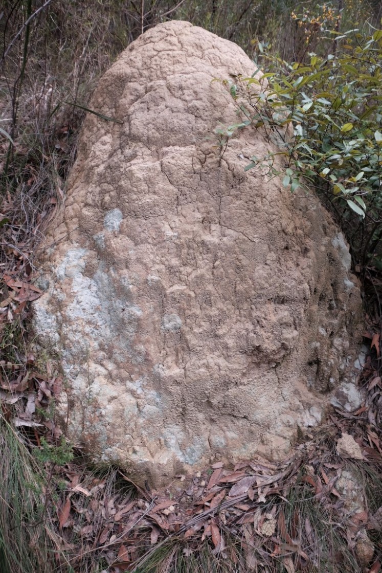 DSCF4122 (Medium).JPG